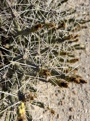 Cylindropuntia tesajo