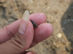 Batillaria zonalis