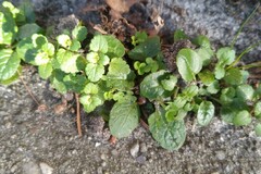 Veronica arvensis