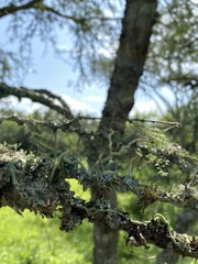 Microcoelia globulosa