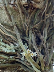 Microcoelia globulosa