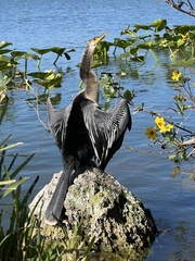 Anhinga anhinga
