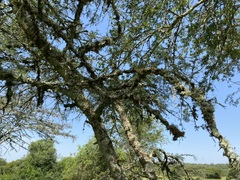 Microcoelia globulosa