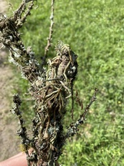 Microcoelia globulosa