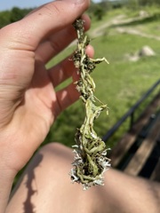 Microcoelia globulosa