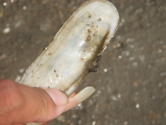 Sinonovacula constricta