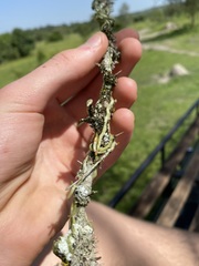 Microcoelia globulosa