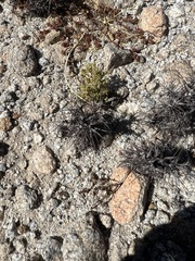 Chorizanthe corrugata