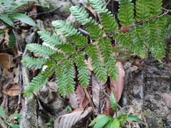 Lygodium polystachyum