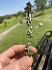 Microcoelia globulosa