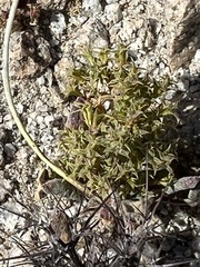 Chorizanthe corrugata