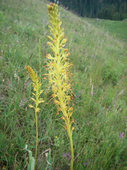 Eremurus fuscus