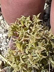 Chorizanthe corrugata