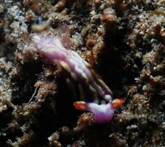 Thuridilla albopustulosa