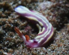 Thuridilla albopustulosa