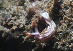 Thuridilla albopustulosa