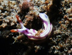 Thuridilla albopustulosa