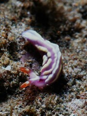 Thuridilla albopustulosa