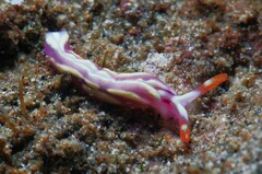 Thuridilla albopustulosa