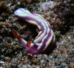 Thuridilla albopustulosa