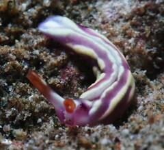 Thuridilla albopustulosa