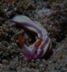 Thuridilla albopustulosa