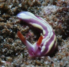 Thuridilla albopustulosa