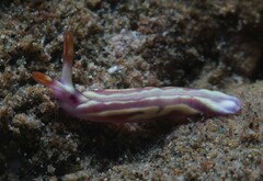 Thuridilla albopustulosa