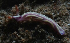 Thuridilla albopustulosa