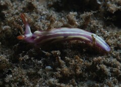 Thuridilla albopustulosa