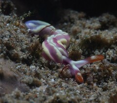 Thuridilla albopustulosa