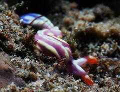 Thuridilla albopustulosa