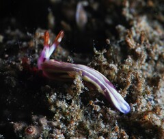 Thuridilla albopustulosa
