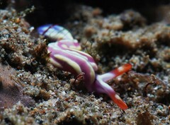 Thuridilla albopustulosa