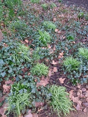 Allium triquetrum