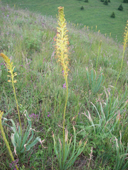 Eremurus fuscus