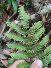 Lygodium polystachyum