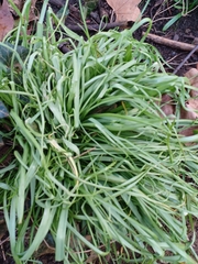 Allium triquetrum