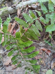 Lygodium polystachyum