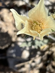 Mentzelia involucrata