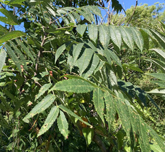 Rhus glabra