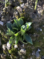 Dudleya lanceolata
