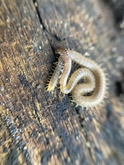 Henia vesuviana