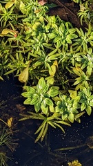 Callitriche obtusangula