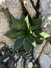 Dudleya lanceolata