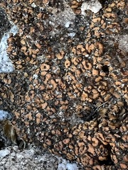 Psoraceae