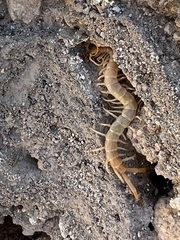 Scolopendra aztecorum