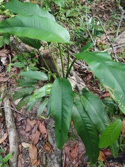 Heliconia