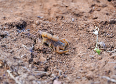 Hottentotta eminii