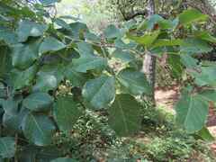 Pterocarpus rotundifolius